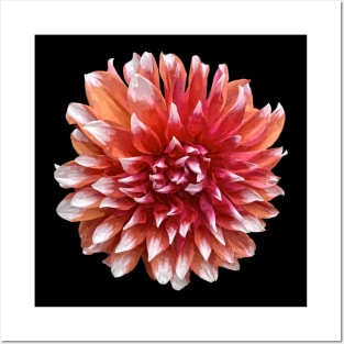 Pretty Red Dahlia Botanical Bee Flower Annual Garden Posters and Art